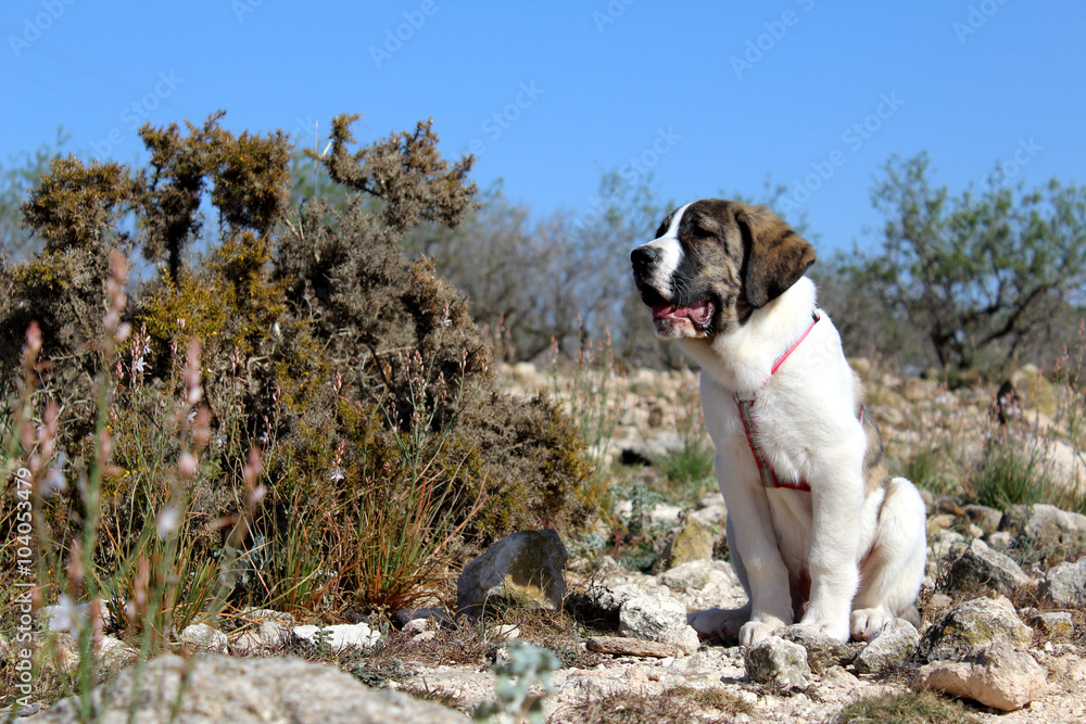 spanish mastiff puppy spanish mastiff puppy