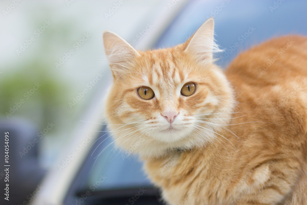Fototapeta premium Рыжий кот