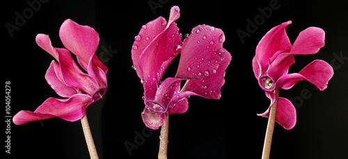 Canvas Print cyclamen flowers