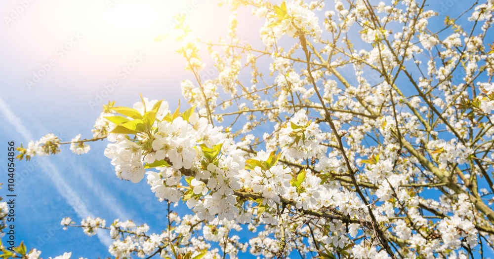 Obraz premium Frühlingsblüte