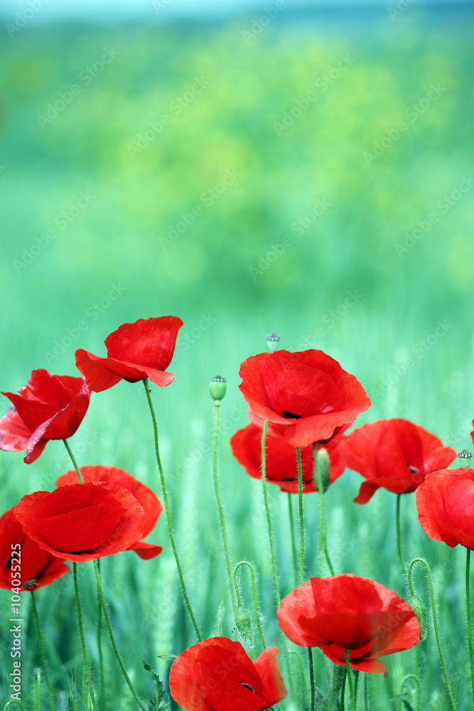 Fototapeta premium Poppies flower on meadow spring season