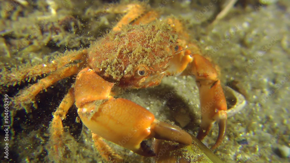 Bristly Crab explores empty shell of mussel, close-up.
Bristly Crab explores empty shell of mussel, close-up.
