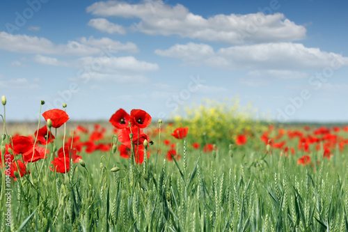 poppy flowers and green wheat field landscape