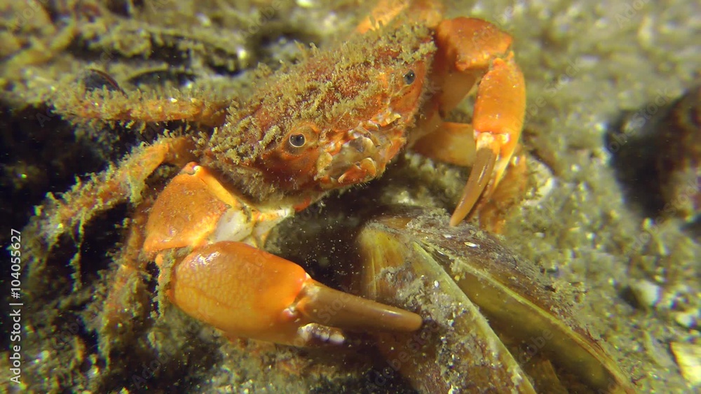 Bristly Crab explores empty shell of mussel, then leaves the frame, close-up.
Bristly Crab explores empty shell of mussel, then leaves the frame, close-up.