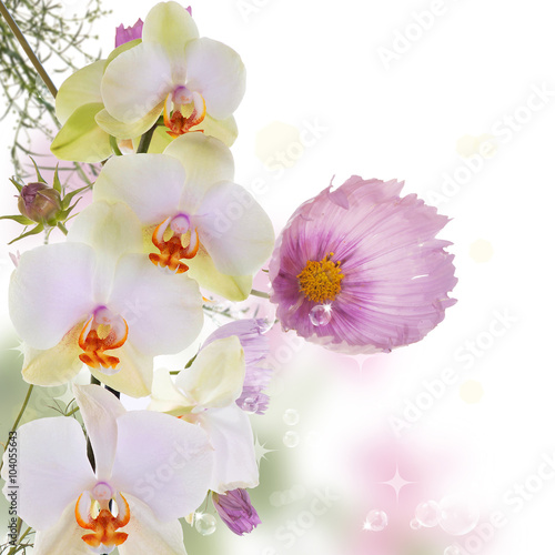 Exotic beautiful orchid flower