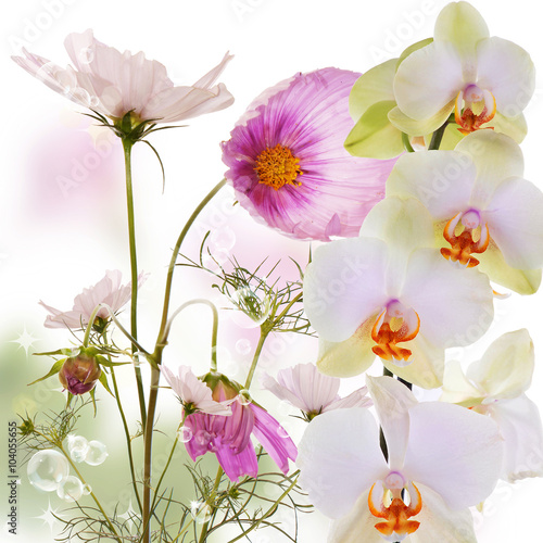 Exotic beautiful orchid flower