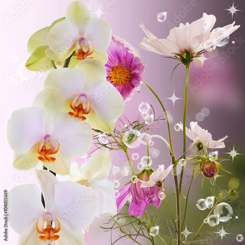 Exotic beautiful orchid flower