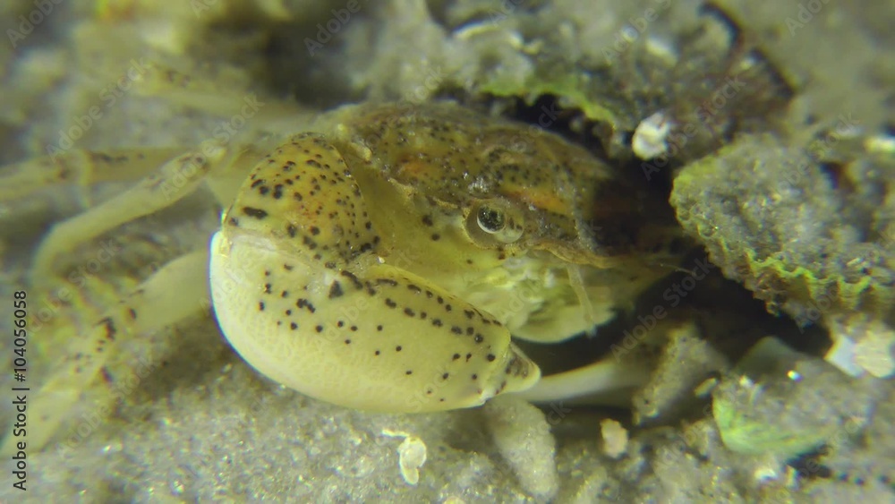 Zuiderzee crab (Rhithropanopeus harrisi) hides under the shells on the bottom, close-up.
Zuiderzee crab (Rhithropanopeus harrisi) hides under the shells on the bottom, close-up.