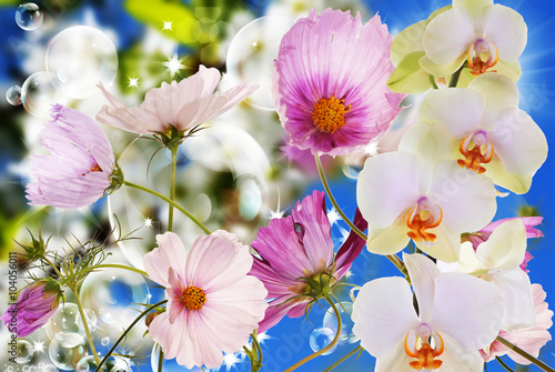 Exotic beautiful flower orchid