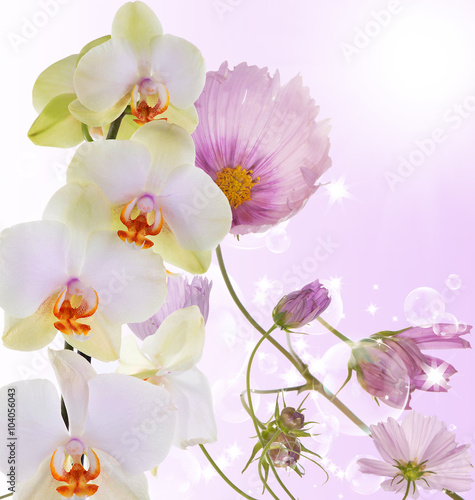 Exotic beautiful flower orchid