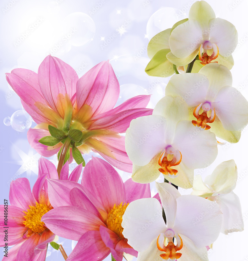 Beautiful exotic flower orchid on abstract nature background