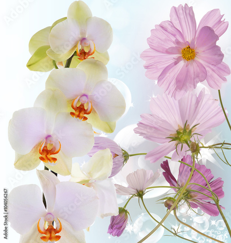 Beautiful exotic flower orchid on abstract nature background