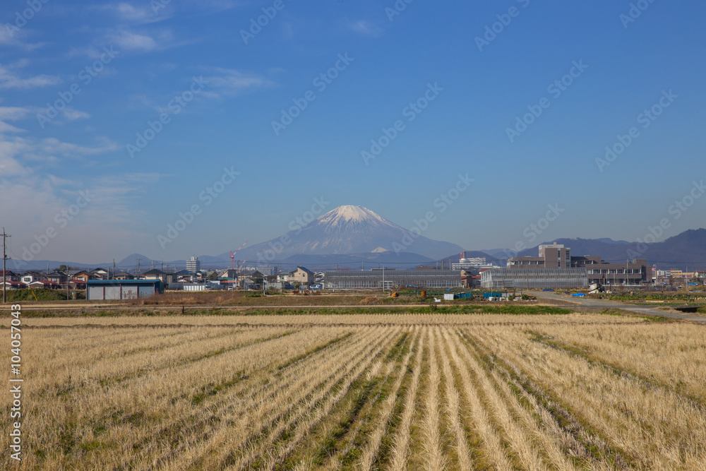 平塚付近の田んぼから見た富士山 平塚付近の田んぼから見た富士山