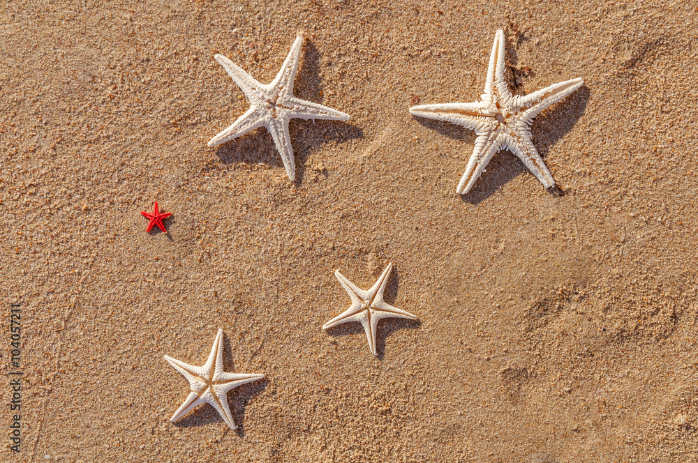 Several starfish on the beach on a sunny day Several starfish on the beach on a sunny day