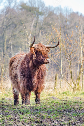Brown scottish highlander cow standing in sunny spring meadow