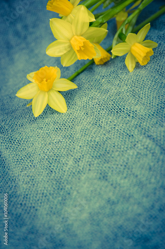 Fototapeta Naklejka Na Ścianę i Meble -  yellow daffodil flower