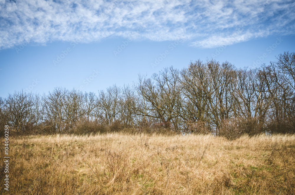 trees and meadow in countryside