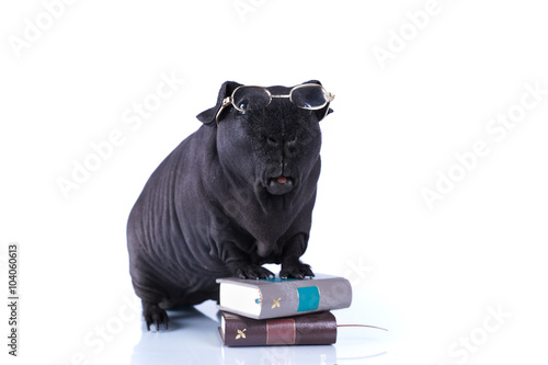 Морская свинка скинни в очках стоит облокотившись на книги на белом фоне