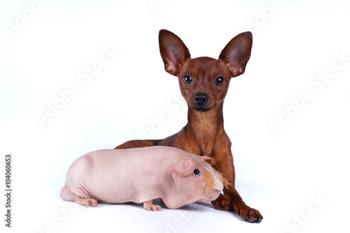 Собака Русский той и морская свинка скинни лежат вместе на белом фоне