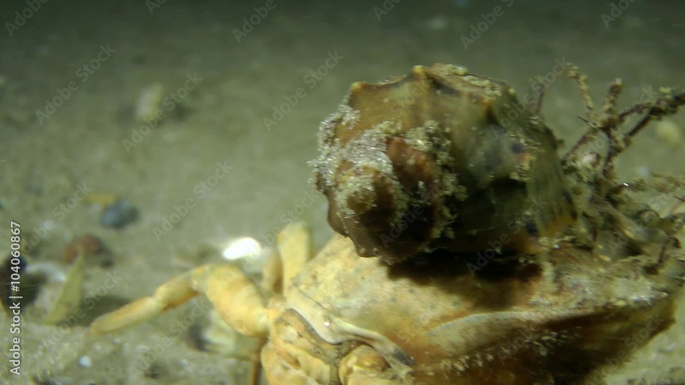The gastropod Veined Rapa Whelk on carapace of Green crab.
The gastropod Veined Rapa Whelk on carapace of Green crab.