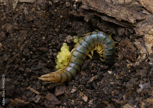Centipede in ground with larvae / eggs