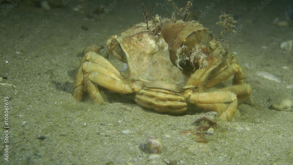 Green crab with Veined Rapa Whelk on carapace burrows in sandy ground, rear view.
Green crab with Veined Rapa Whelk on carapace burrows in sandy ground, rear view.