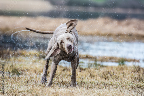 Fototapeta Naklejka Na Ścianę i Meble -  Jagdhund schüttelt sich nach Wasserarbeit