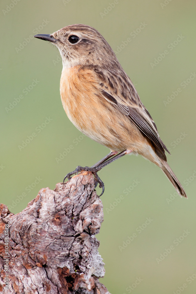 Fototapeta premium Nice bird on a innkeeper trunk with