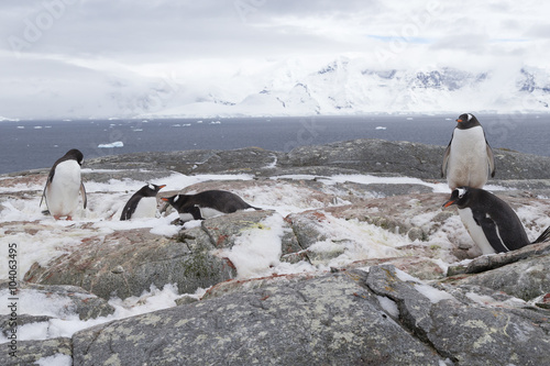 Gentoo penguins  Antarctica.