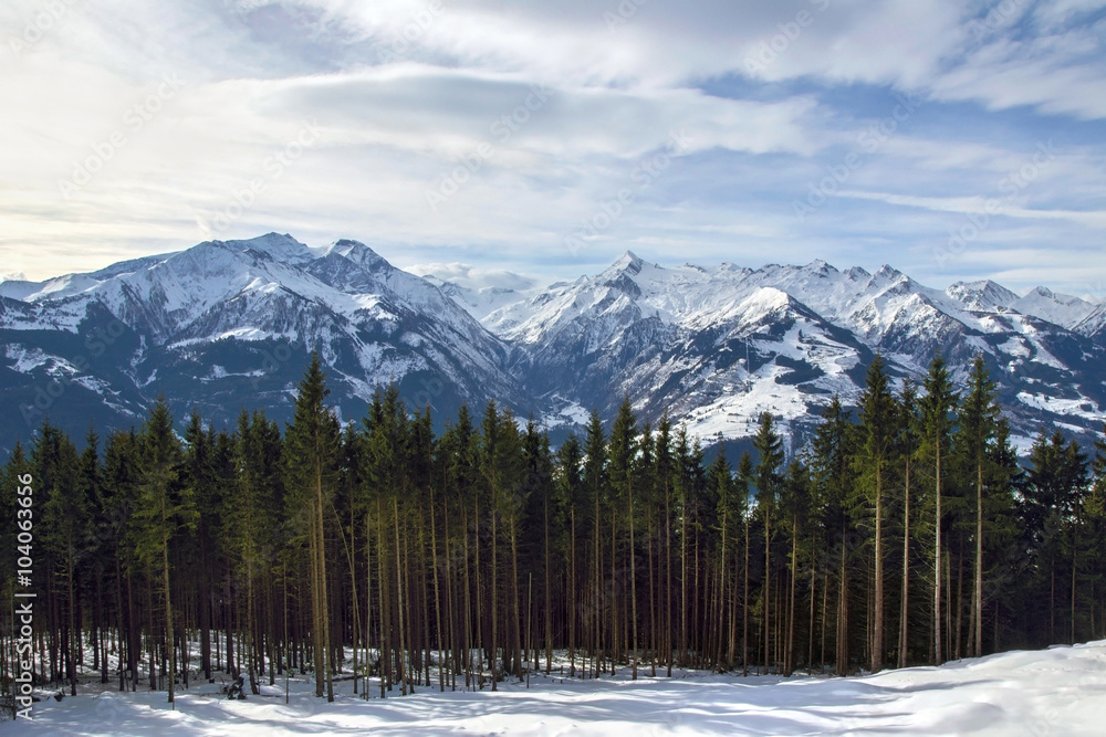 Austrian Alps peaks with spruce on the foreground