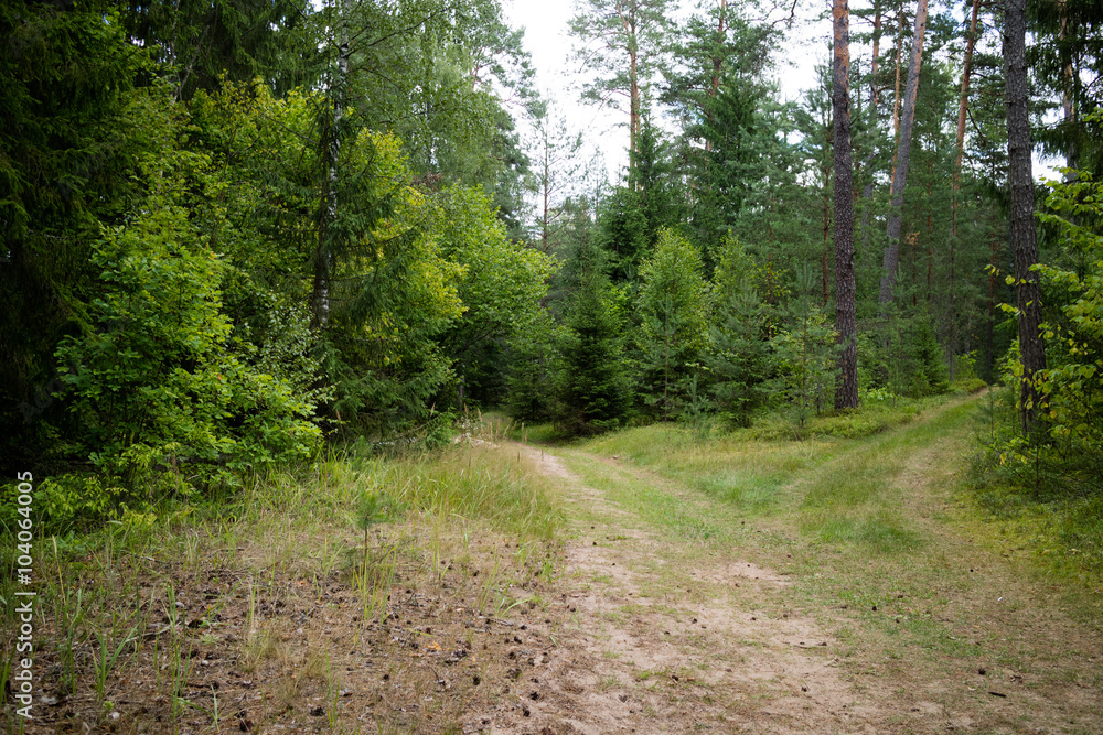 nice forest nice forest