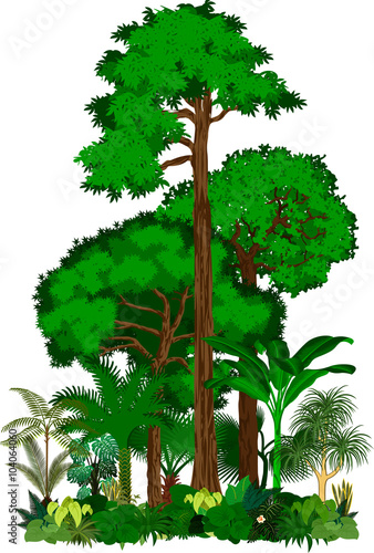 Rainforest vector illustration. Vector Green Tropical Forest jungle 