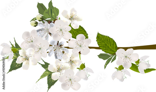 isolated white spring lush blossoming branch