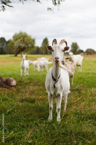 Goat on pasture looking at camera