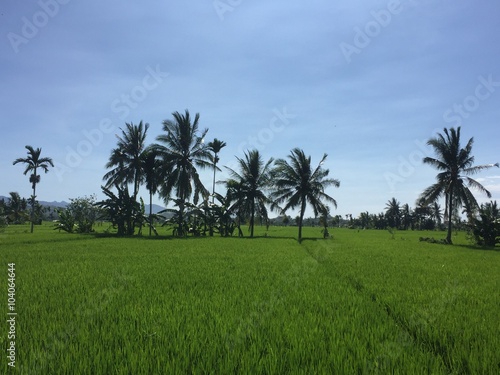 Palm trees in the rice fields, Lombok island, Indonesia