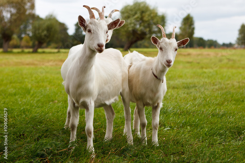 Canvas Print Three goats