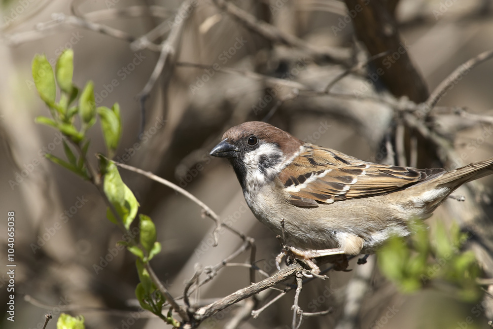 Fototapeta premium Spring