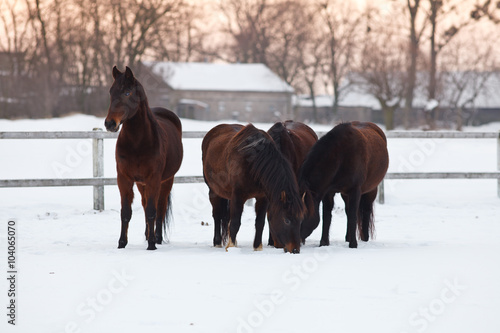 Four horses on a snowy paddock © lukszczepanski