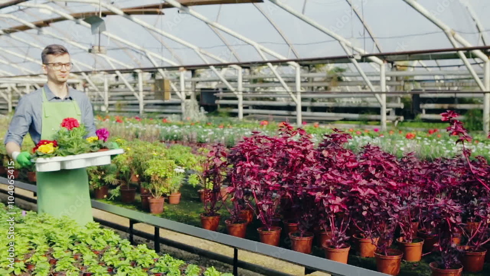 Happy gardener in a greenhouse holding flowers. Slow motion Happy gardener in a greenhouse holding flowers. Slow motion