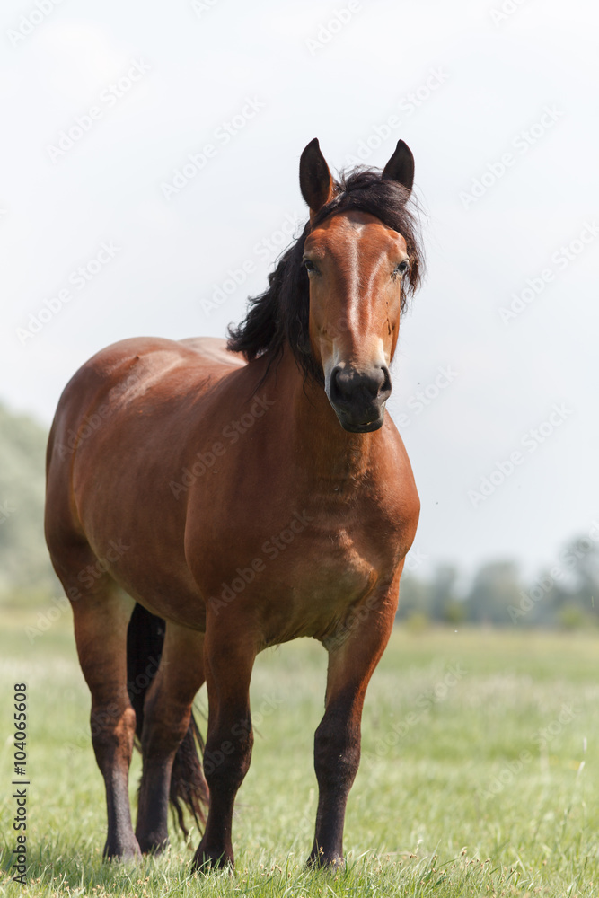 Horse on pasture