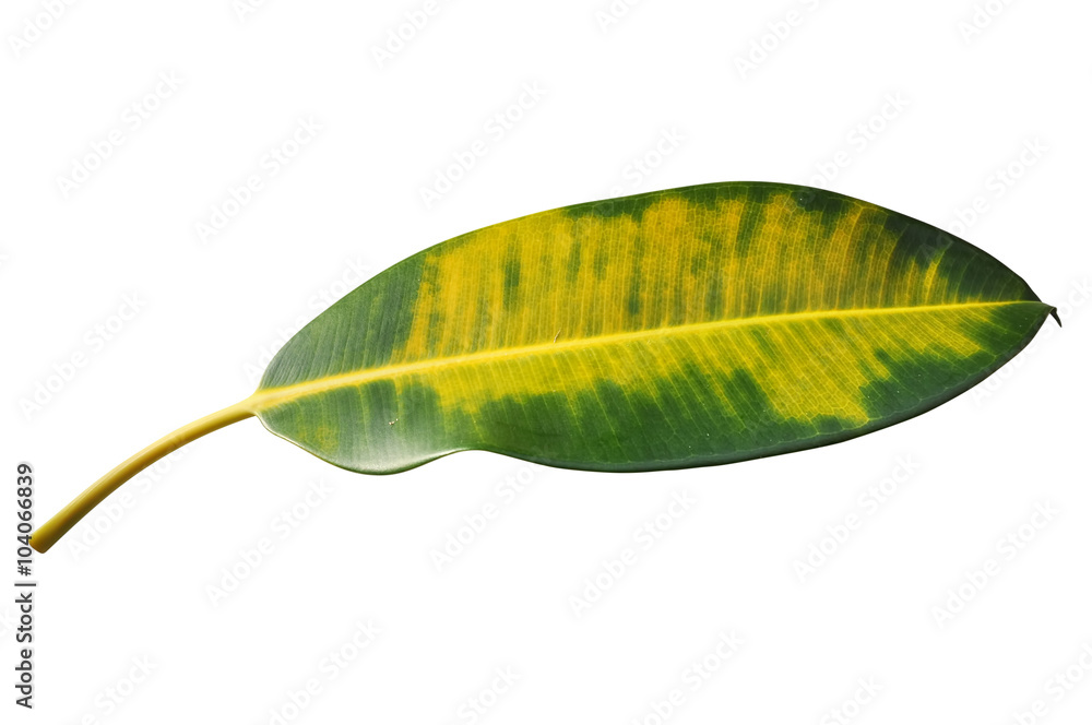 ficus leaf with path ficus leaf with path