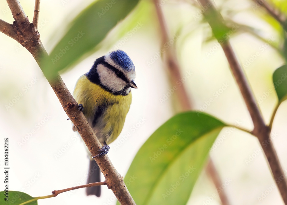 Fototapeta premium Mésange bleue - Cyanistes caeruleus