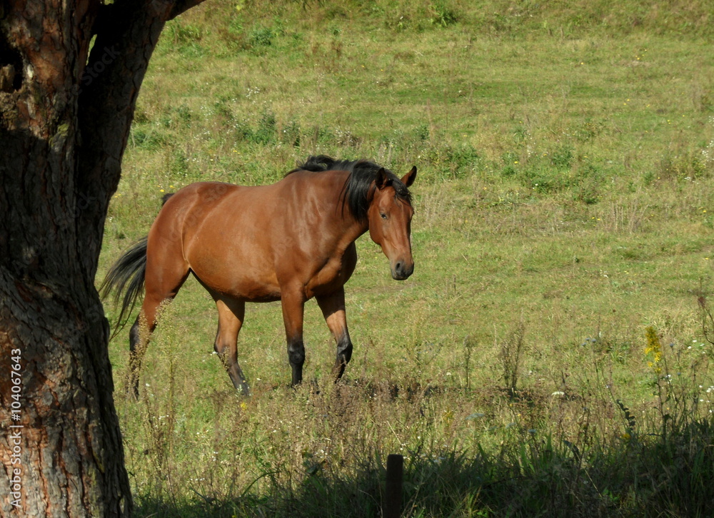 Fototapeta premium Konie