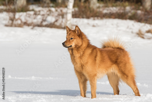 Foto Finnish Spitz on a bright winter day
