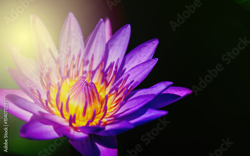 Purple lotus flower with light