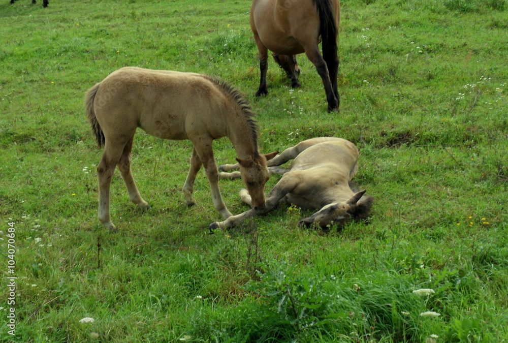 Fototapeta premium Konie