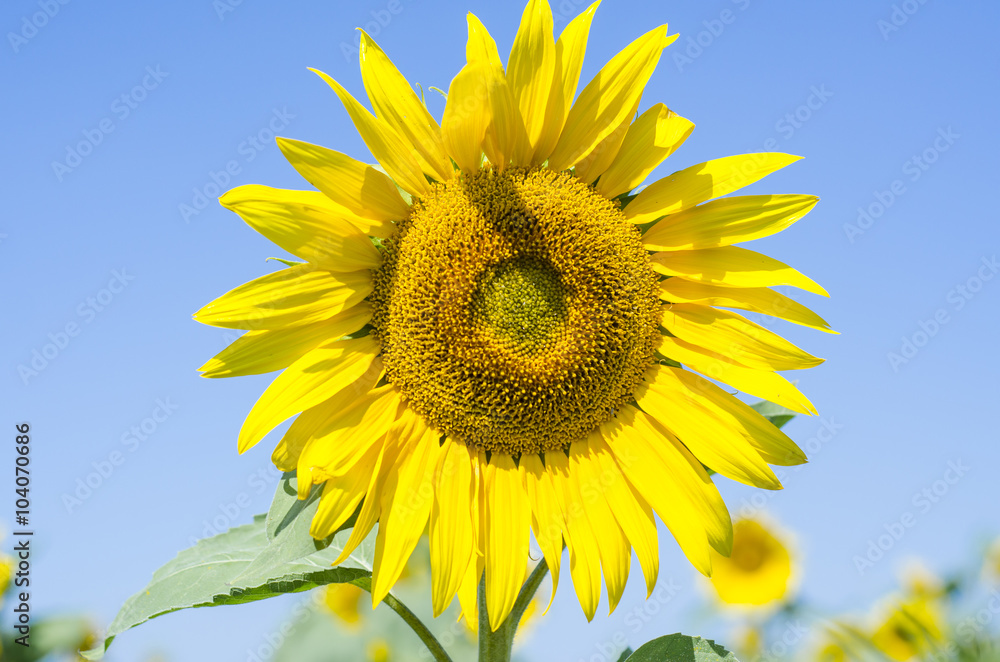 field of blooming sunflowers on a background sunset, summer landscape, field of blooming sunflowers on a background sunset, summer landscape,