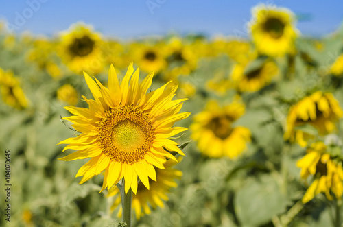 field of blooming sunflowers on a background sunset  summer landscape 