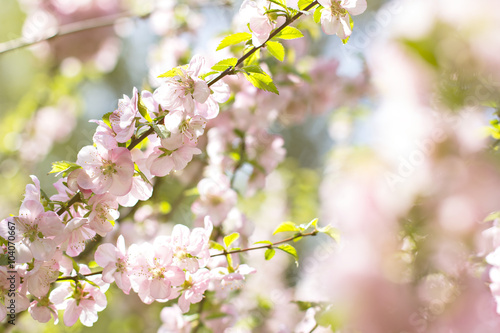 Cherry blossoms on a branch in the sunshine. Tonning photo © julialototskaya