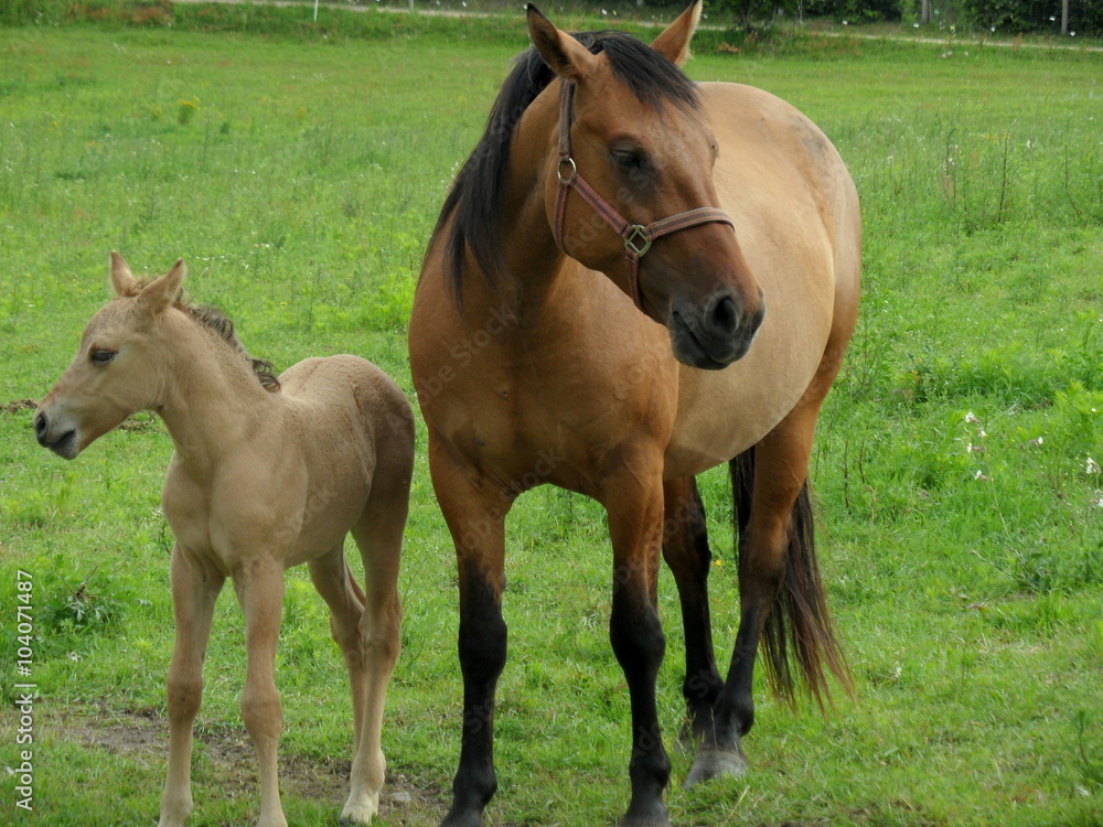 Fototapeta premium Konie
